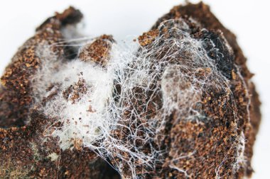 Arka plan için eski kahve zemininde mantar..