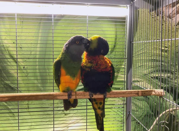 Close-up van twee veelkleurige prachtige papegaaien die samen op een zitstok zitten — Stockfoto