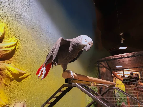 Šedý papoušek s červeným ocasem, známý také jako konžský šedý papoušek nebo africký šedý papoušek — Stock fotografie