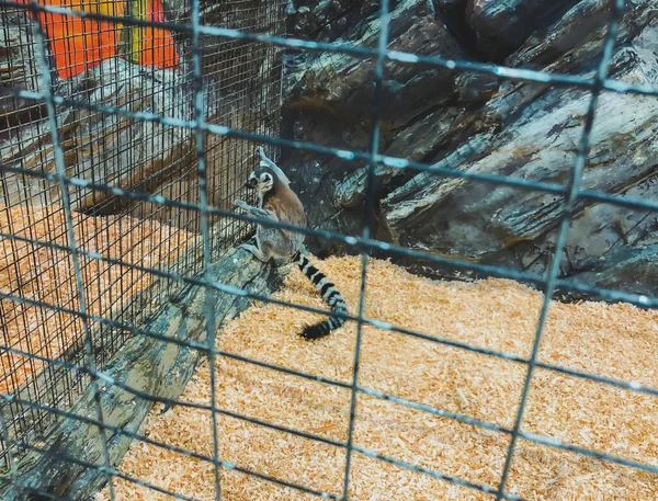 Un curieux lémurien passe par la cage. Lémurien à queue cerclée au zoo — Photo