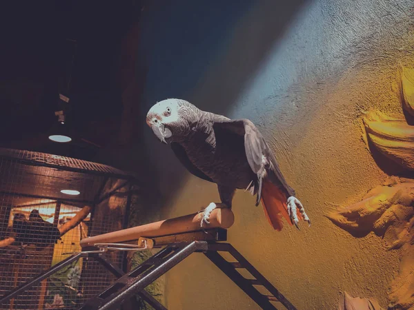 The grey parrot with red tail, also known as the Congo grey parrot or African grey parrot — Stock Photo, Image