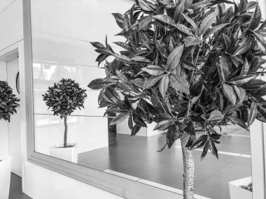 Binanın vestibüle tencere yeşil bitkiler