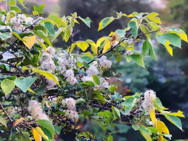 Krásná krajina s barevnými květy v městském parku, teplý podzimní den ve městě — Stock fotografie