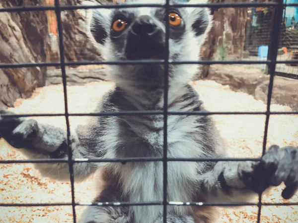 Un curieux lémurien passe par la cage. Lémurien à queue cerclée au zoo — Photo