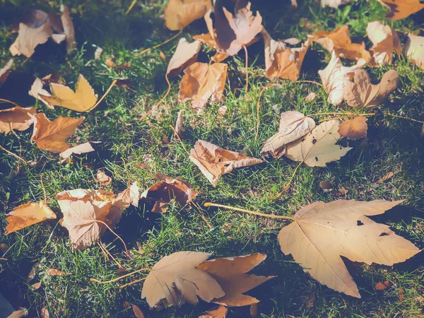 Fallen dry leaves on the background of the green grass, autumn in the city — Stok fotoğraf