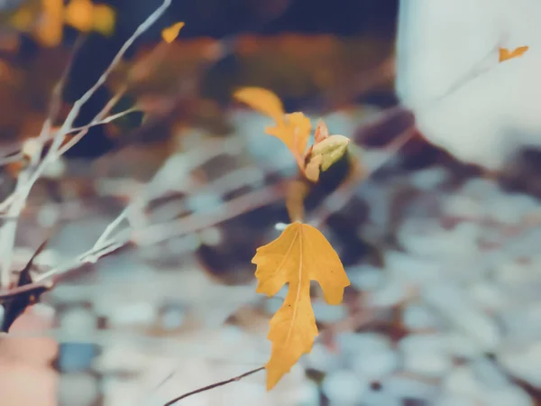 Hojas secas en el fondo de la hierba seca, otoño en la ciudad — Foto de Stock