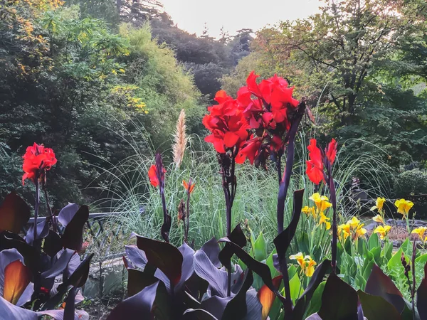 Vackert landskap med färgade blommor i en stadspark, en varm höstdag i staden — Stockfoto