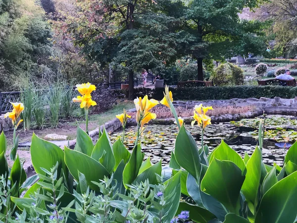 Şehir parkında renkli çiçeklerle güzel bir manzara, şehirde sıcak bir sonbahar günü. — Stok fotoğraf