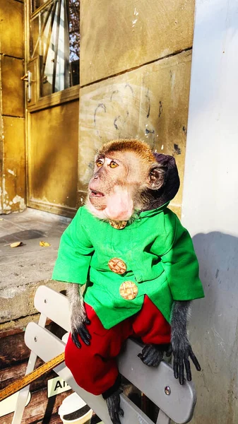 Un mono domesticado se sienta en un banco —  Fotos de Stock