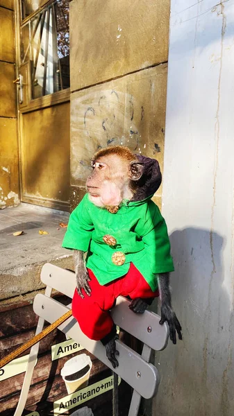 Un singe apprivoisé s'assoit sur un banc — Photo