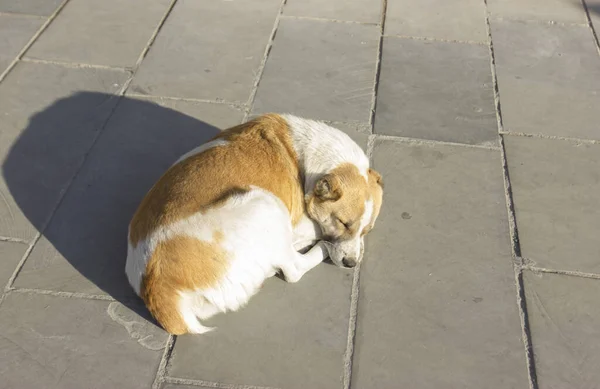 Bezdomovec spící pes ležící na silnici v slunečný zimní den — Stock fotografie