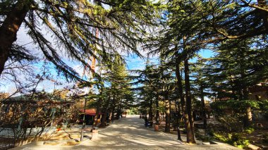 Mtatsminda Parkı 'ndaki çam ağaçları ya da Mtatsminda Dağı' ndaki Bombora Parkı. 