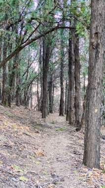 Kozalaklı orman, uzun ladin, el değmemiş ladin ormanı. Uzun köknar ağaçları olan ormanın manzarası