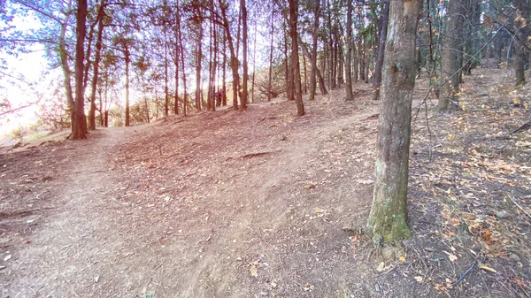 Floresta de coníferas, abeto alto, abeto intocado. Vista da floresta com abetos altos — Fotografia de Stock