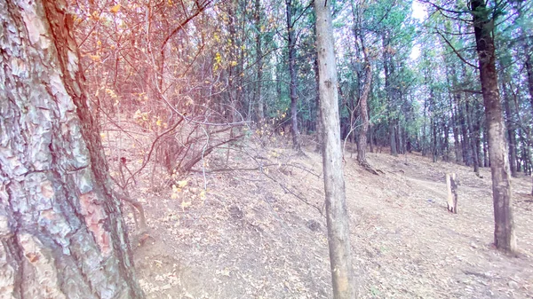 Jehličnatý les, vysoký smrk, nedotčený smrkový les. Pohled na les s vysokými jedlemi — Stock fotografie