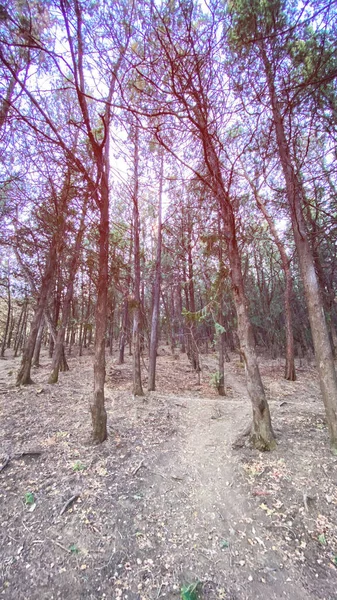 Foresta di conifere, abete rosso alto, foresta di abeti rossi intatti. Veduta della foresta con abeti alti — Foto Stock