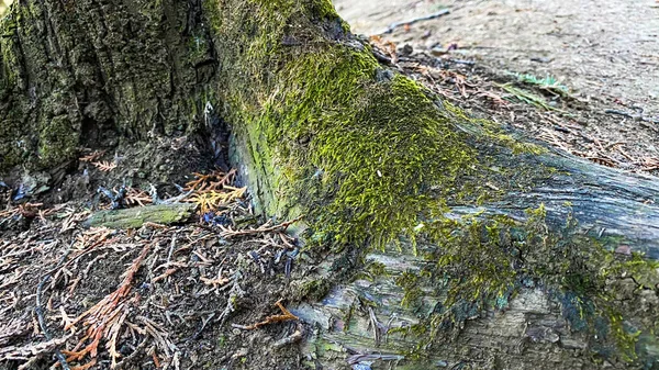 녹색 이끼와 떨어진 나뭇가지에 있는 나무의 뿌리 모습. — 스톡 사진