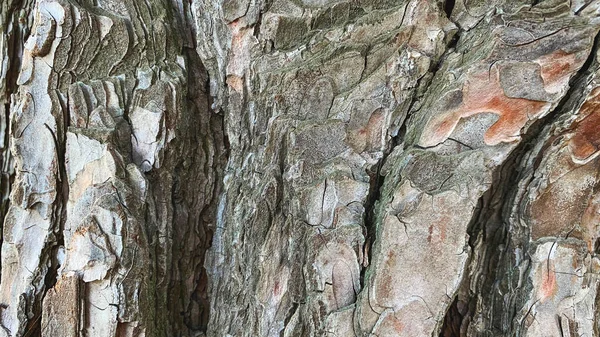 La mayor parte del tronco del árbol. Corteza de árbol primer plano con detalle texturizado —  Fotos de Stock