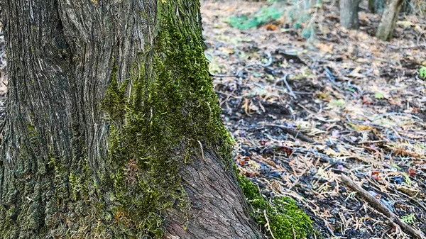 초록색이끼에 있는 나무의 뿌리를 보라. 클로즈업. — 스톡 사진