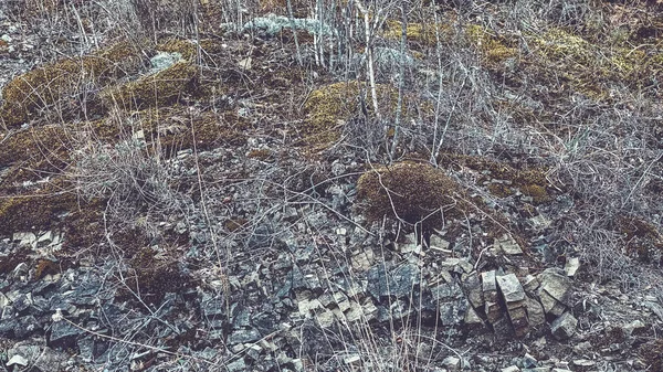 Vista dei cespugli asciutti sullo sfondo della natura in inverno . — Foto Stock