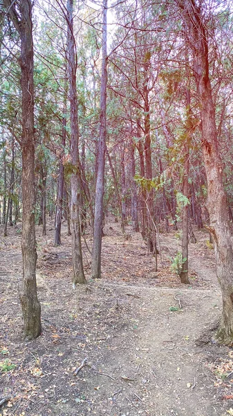 针叶林，高大的云杉，未受影响的云杉林。 有参天大树的森林 — 图库照片