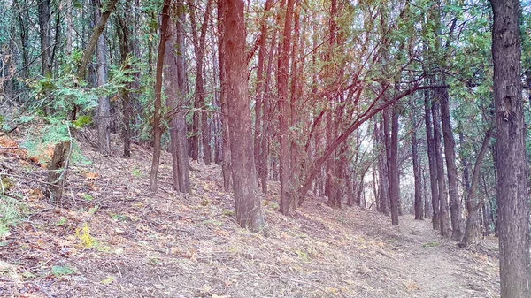 Forêt de conifères, grande épinette, forêt d'épinettes intacte. Vue de la forêt avec de grands sapins — Photo