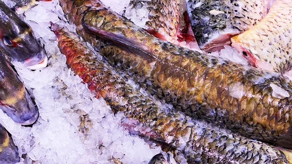 Ryby schłodzone na lodzie na rynku — Zdjęcie stockowe