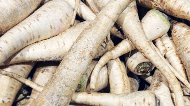 Taze Tayvan Beyaz Turp Daikon 'un yakın çekimi..