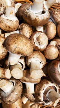 Taze mantar dokusu. Toplanan bir sürü mantar. Hasat edilen mantarların arka planı