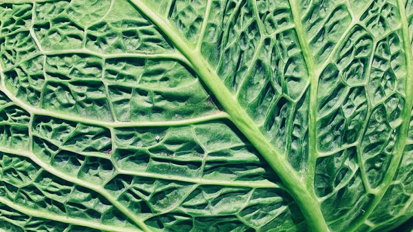 Food detail: lettuce leaf texture, close up, macro.