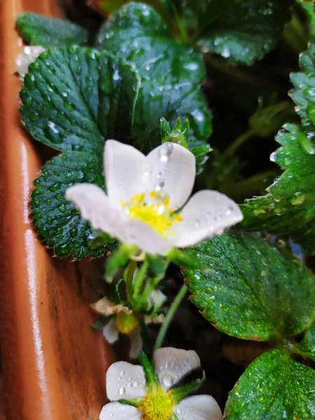 Gros plan Fraisier à fleurs dans le jardin de la maison au printemps — Photo