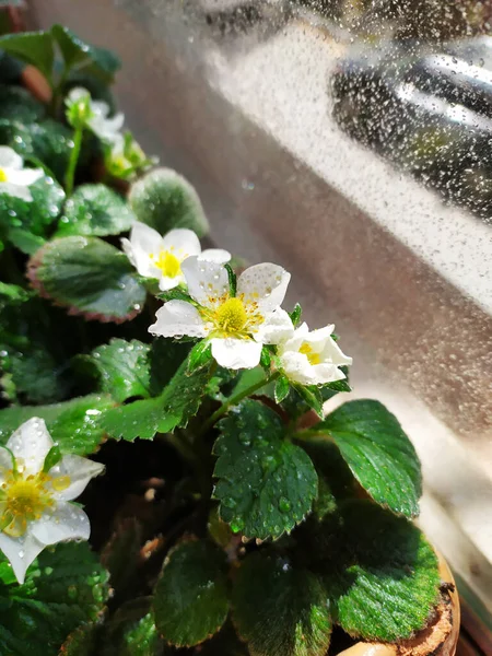 Gros plan Fraisier à fleurs dans le jardin de la maison au printemps — Photo