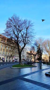 Lviv, Ukrayna 'nın tarihi bölgesinde eski binalar ve ağaçlar