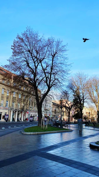 Régi épületek és fák a történelmi része Lviv, Ukrajna — Stock Fotó