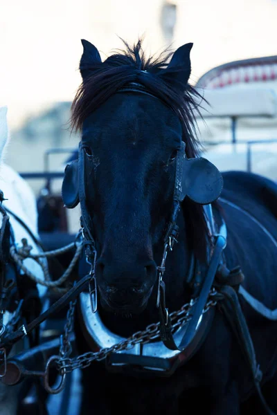 Черная лошадь. Портрет красивой лошади — стоковое фото