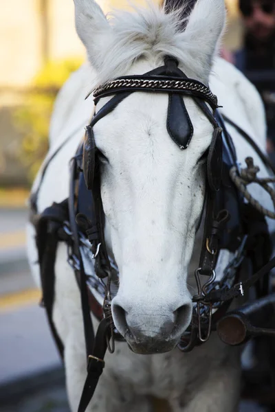 Белая лошадь. Портрет красивой лошади — стоковое фото