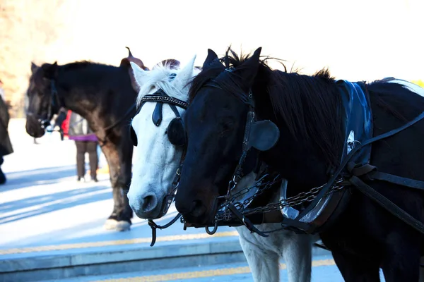 Две лошади, белая лошадь и черная лошадь. Портрет красивых лошадей — стоковое фото
