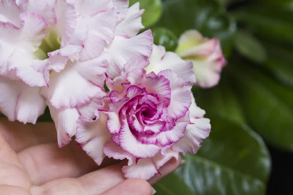 Mano femminile tiene brillante fiore viola adenio o rosa del deserto — Foto Stock
