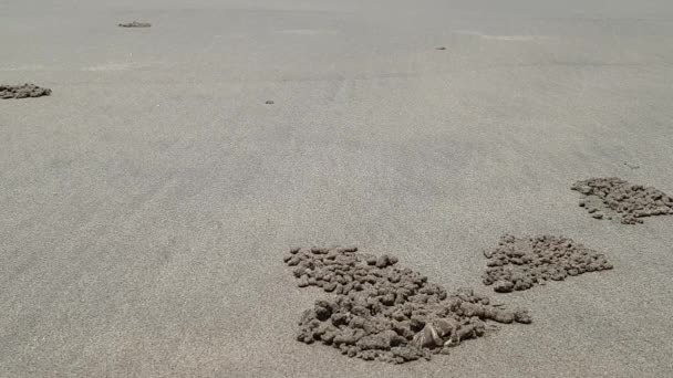 Krabben am Strand entfernen Sand aus Löchern. — Stockvideo