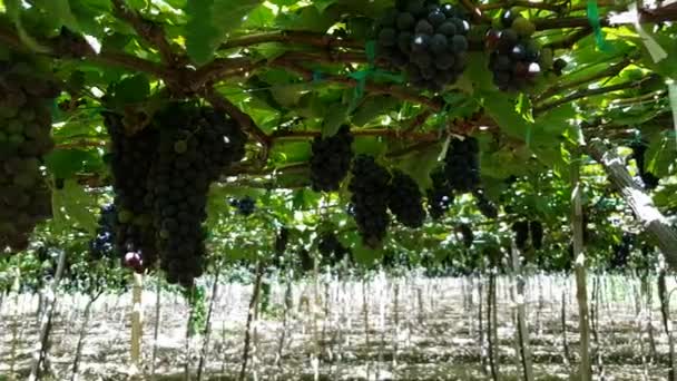 Cosecha de uvas negras maduras colgando de la vid — Vídeo de stock