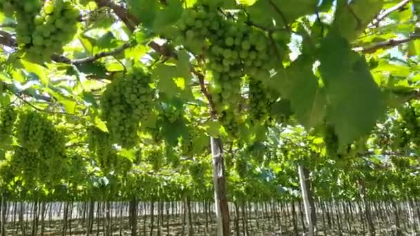 Зеленый спелый виноград, свисающий с виноградной лозы — стоковое видео