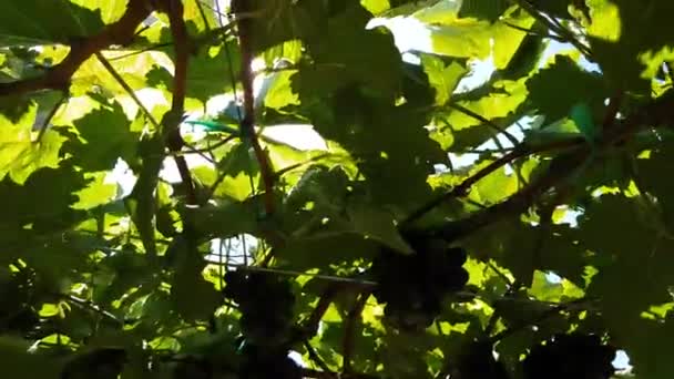 Solar ray breaks through green vine. Close up. — Stock Video