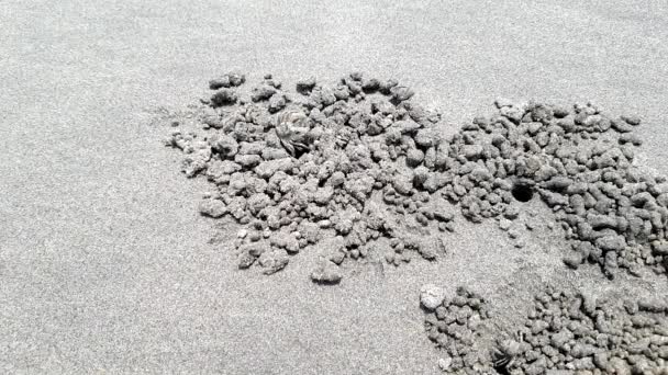 Timelapse των καβουριών βρυχάται τρύπες στην ακτή. Άνω όψη. — Αρχείο Βίντεο