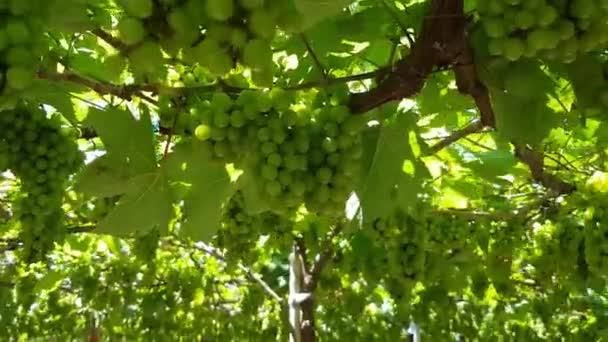 Cosecha de uvas verdes maduras colgando de la vid — Vídeo de stock