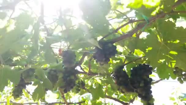 Uvas pretas suculentas penduradas em uma videira em uma vinha — Vídeo de Stock