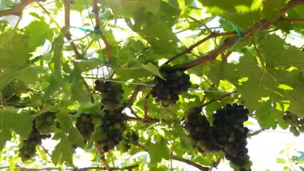 Черный виноград висит на виноградной лозе для производства вина — стоковое видео