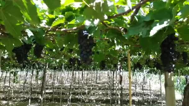 Uvas negras cuelgan de una vid en el viñedo — Vídeo de stock