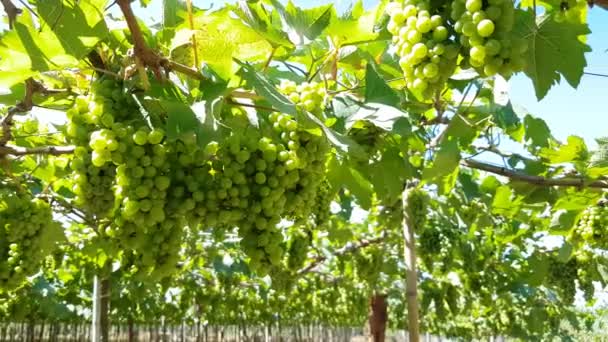 Green ripe grapes harvest on the vine — Stock Video
