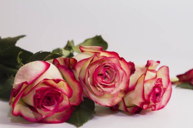 Beautiful flower roses on white background