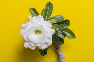 Beautiful white flower rose or adenium on yellow